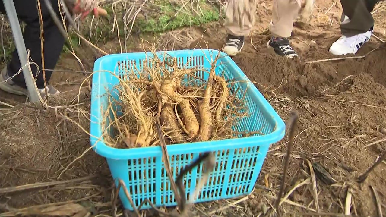 금산 인삼과 함께하는 건강한 가을 여행 / YTN