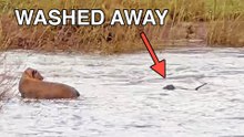 Lion Cub Washed Away in Stream, Mother Comes to Rescue