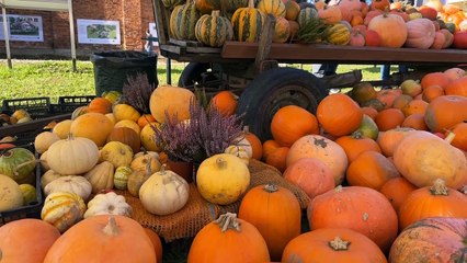 Rzuchowa Halloween Pumpkin Festival 🎃 – Join the Fun!