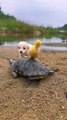 Dog Duck and Turtle Fun On The Beach | Animals Funny Moments | Animals Funny Compilation #animals #pets #dog #turtle #duck