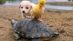 Dog Duck and Turtle Fun On The Beach | Animals Funny Moments | Animals Funny Compilation #animals #pets #dog #turtle #duck