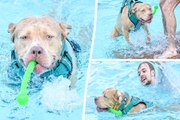 Dogs frolic in Olympic-sized swimming pool