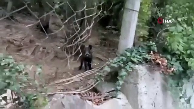 Pisi pisi diyerek domuz çağırdı