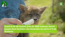 2023 sera une année record au Creaves de Namur, avec des espèces rares, comme des rapaces