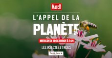 L'Appel de la Planète : les insectes et nous