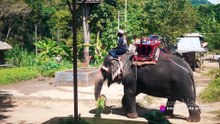 Gentle Giants: Elephants in Thailand