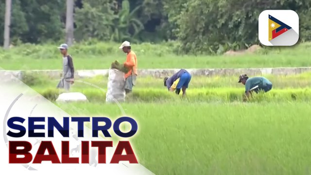 DA, pinawi ang pangamba hinggil sa posibleng epekto sa sektor ng agrikultura ng gulo sa pagitan ng Israel at Hamas