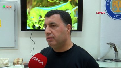 HATAY'da Kamuflaj Ustası Mekik Kelebeği Görüntülendi