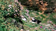 Puffin Paradise: Seabirds of the North