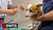Dramatic pooch cost owner hundreds in vet bills - over a paper cut and a mosquito bite