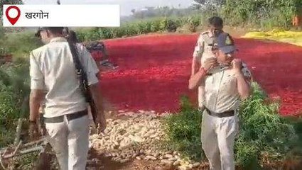 खरगोन: झिरन्या में मिर्च और मक्का के बीच गांजे की खेती, लाखों का गांजा जब्त