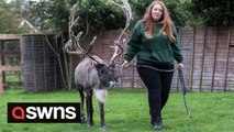 Owner of grieving reindeer seeks new mate - so he isn't 'Lonely this Christmas'