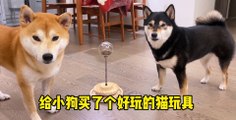 Cute Shiba Inu, toys for cats to play with, will my dog ​​play with them?