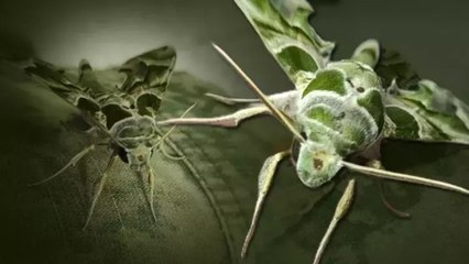 Zehirli zakkum çiçeğiyle beslenen mekik kelebeğinin tırtılına 'dokunmayın' uyarısı