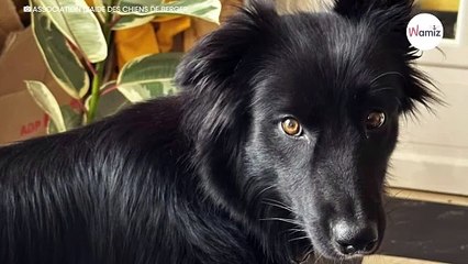 Jetée comme un déchet sur le bord d'une nationale, cette jeune chienne veut prendre sa revanche sur la vie