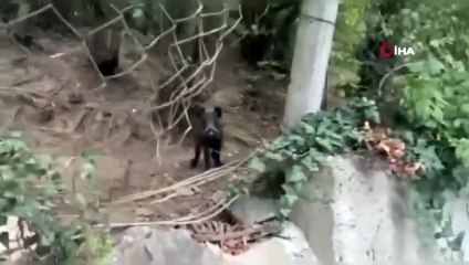 Masum İstanbullunun domuz şaşkınlığı: Pisi pisi, gel gel