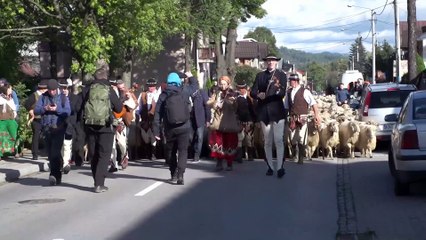 Nowy Targ - zejścia owiec z hal, jesienny redyk