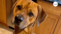 Owner says no to her dog: His reaction makes everyone howl with laughter (video)