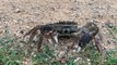 Invasive crab seen scuttling along path in Bushy Park