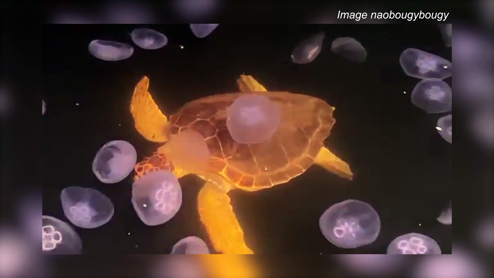 Définition | Tortue caouanne : qu'est-ce que c'est ? | Futura planète, image size:1920x1080