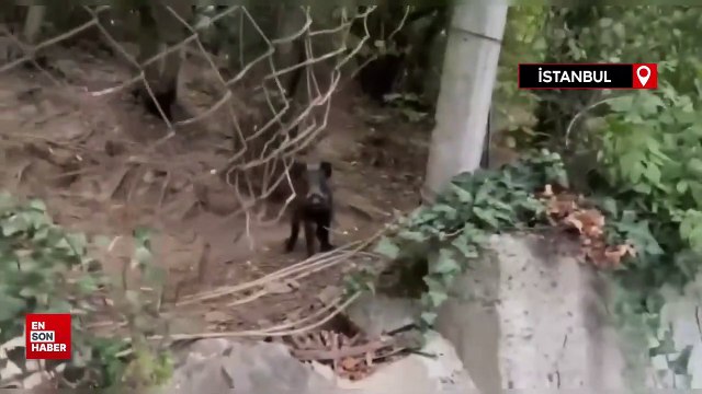 Sarıyer'de sürücünün domuz şaşkınlığı: Domuzu pisi pisi diyerek çağırdı