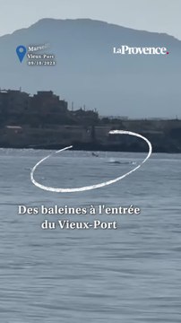 Des baleines ont été aperçues à l'entrée du Vieux-Port ce matin