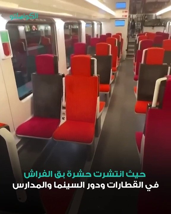 كيف تتجنب حشرة البق بعد انتشارها في فرنسا؟