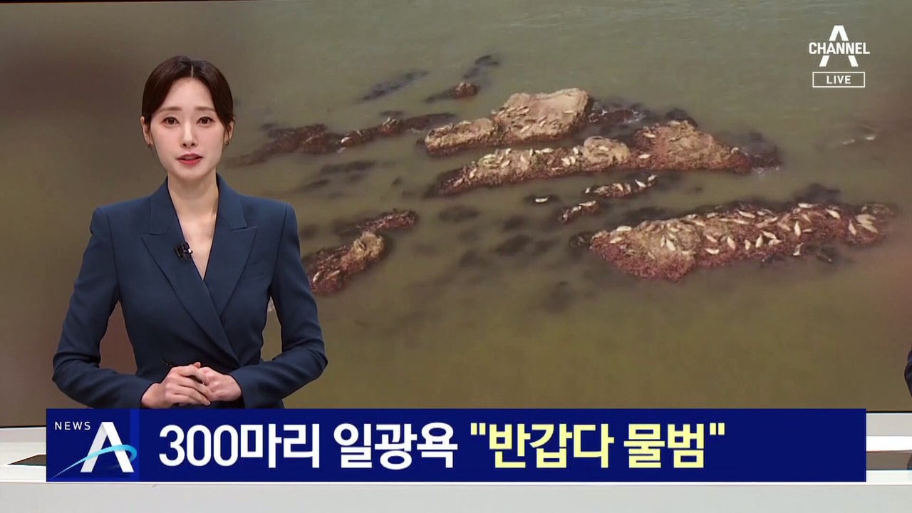 “반갑다 점박이물범”…300마리 일광욕 포착