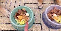 Cute Shiba Inu, today’s dinner is hot pot, will my dog ​​like it?