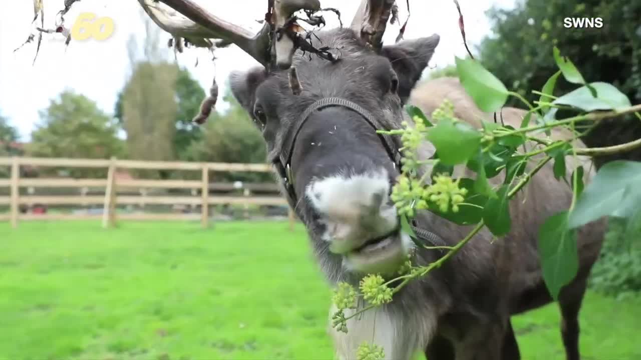 This Reindeer is Looking for a Mate
