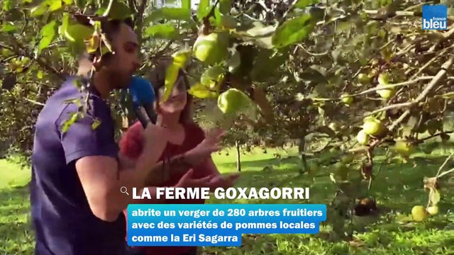 Récolte de pommes dans le verger de la Ferme Goxagorri à Macaye