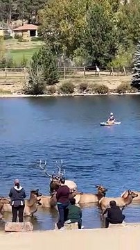 People Get Too Close to Elk at Estes Park