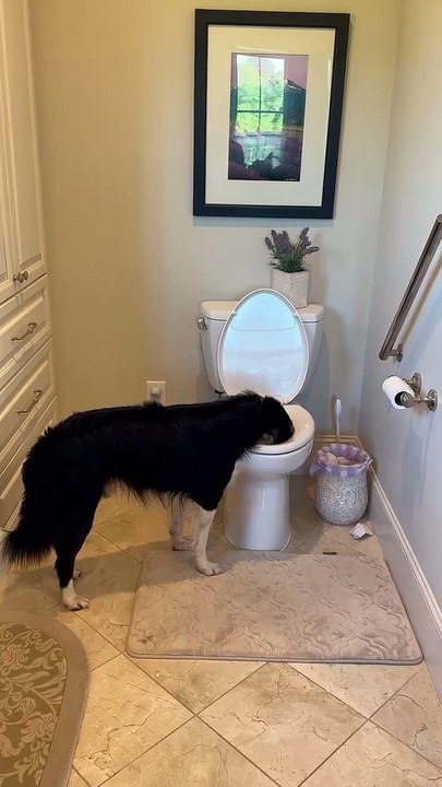 Le chien boit dans les toilettes et se sèche avec une serviette