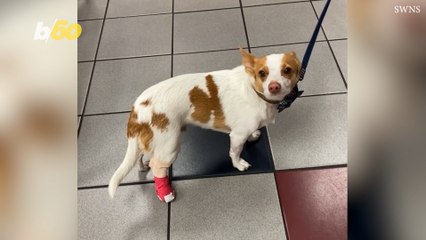 You’ve Never Met a Drama Queen Quite Like this Dog