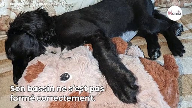 Sauvetage d'un adorable chiot épagneul abandonné : les sauveteurs sont choqués lorsqu'ils voient ses pattes