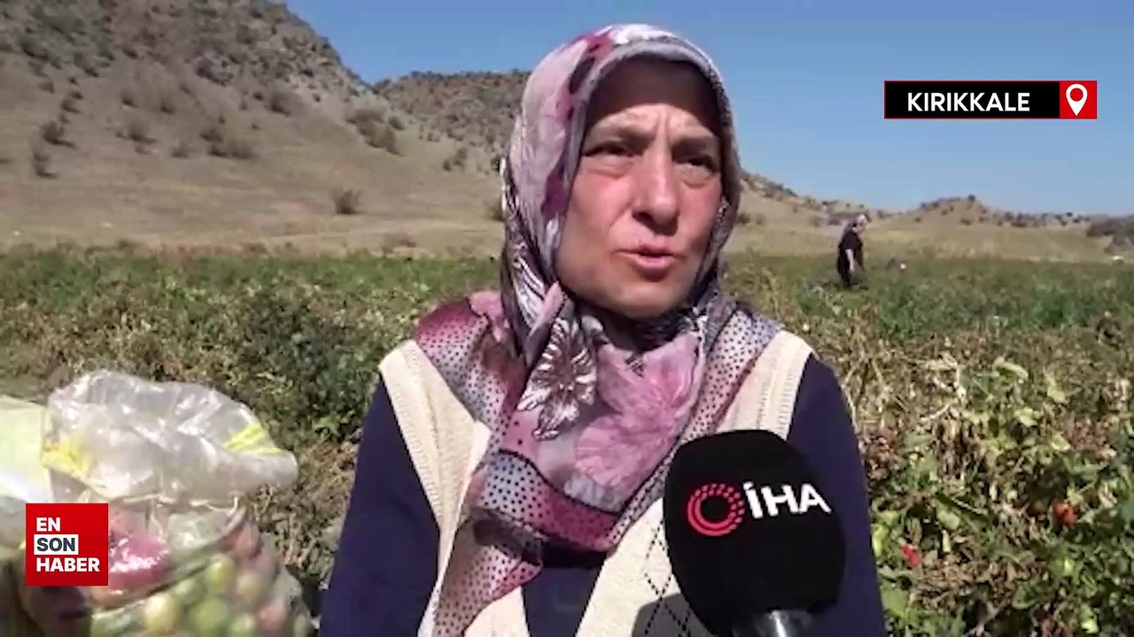 Kırıkkale'de belediyeden anons yaptırdı, tarlasında kalan mahsulleri ücretsiz dağıttı