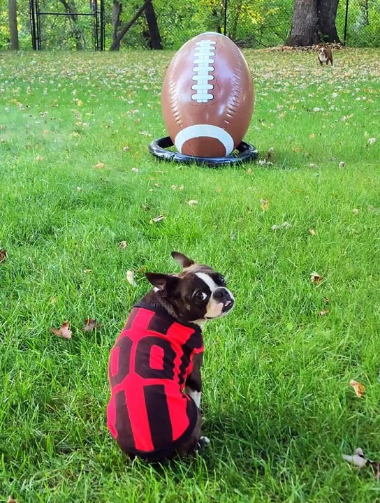 Heure du coup d’envoi avec les Boston Terriers