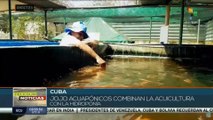 Cuba en Movimiento: Jojo Acuapónicos: productores de plantas y peces