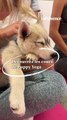 VIDÉO. Découvrez le Puppy Yoga, un moment de détente avec des chiots