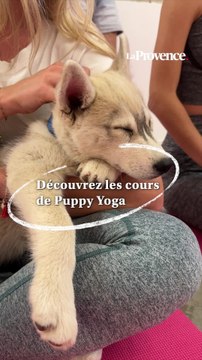 VIDÉO. Découvrez le Puppy Yoga, un moment de détente avec des chiots
