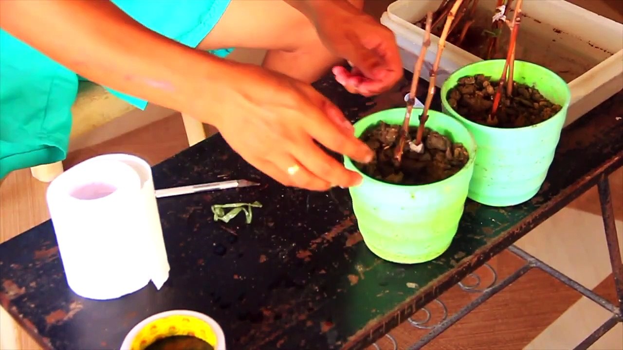 Planting GRAPES
