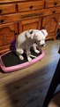 Boxer Puppy Loves Vibration Plate