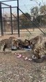 Les guépards courent vers leurs bols de nourriture pendant l'heure du repas