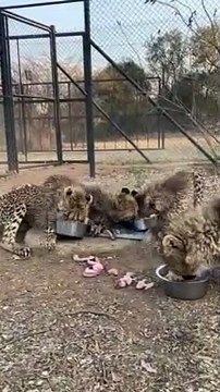 Les guépards courent vers leurs bols de nourriture pendant l'heure du repas