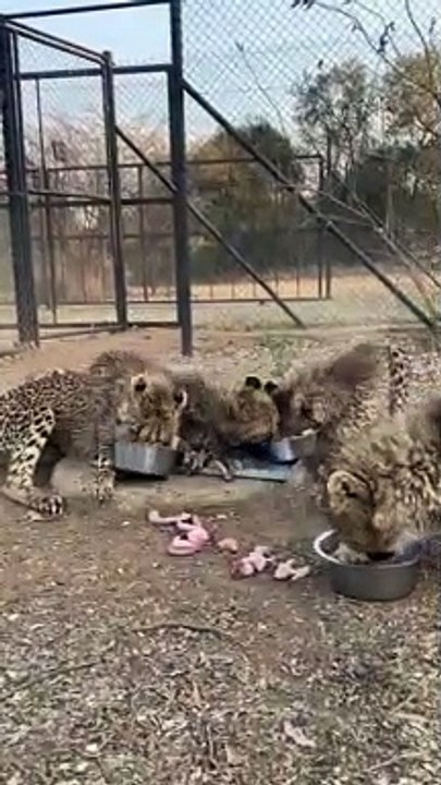 Les guépards courent vers leurs bols de nourriture pendant l'heure du repas
