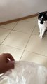 Un chat adore marcher sur un sac en plastique