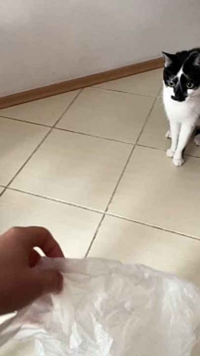 Un chat adore marcher sur un sac en plastique