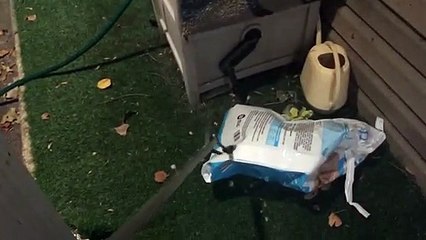 Un étranger s'installe dans un sac de nourriture pour chat