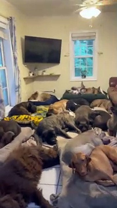 L'un de ces chiens n'est pas comme les autres