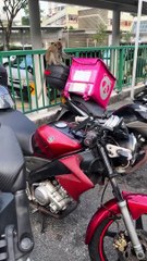 Un singe espiègle dérange les motocyclistes